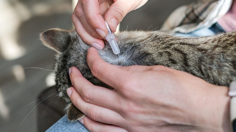 protect-against-parasites-for-your-pet