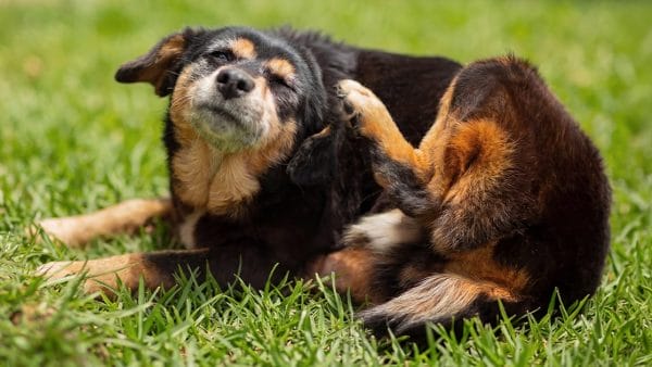 seasonal-allergies-pets