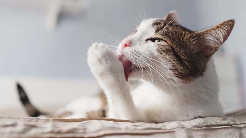 signs-seasonal-allergies-pets