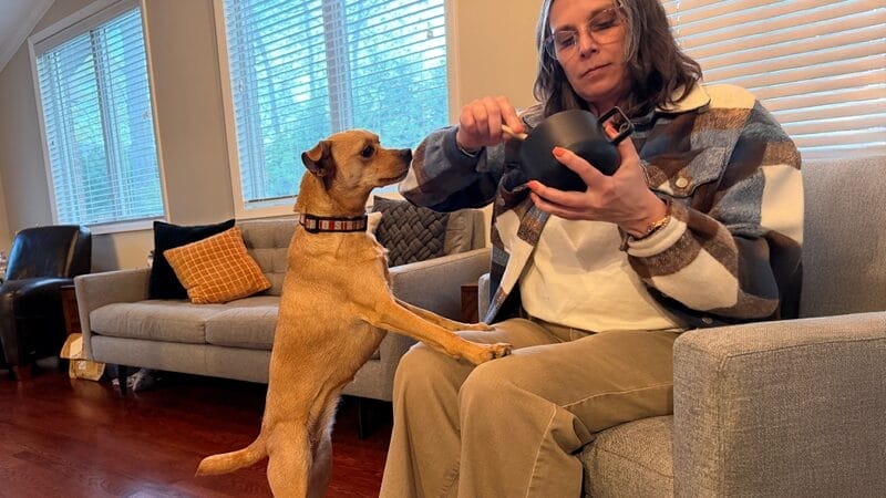 upright-positioning-during-meals-for-dogs-with-megaesophagus