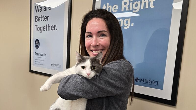 why-pet-blood-donors-are-always-needed