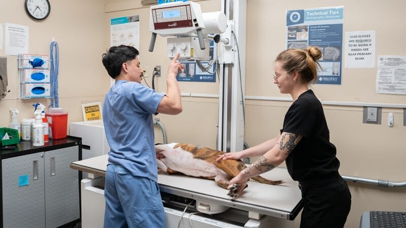 x-ray-diagnosis-for-dogs-with-regurgitation