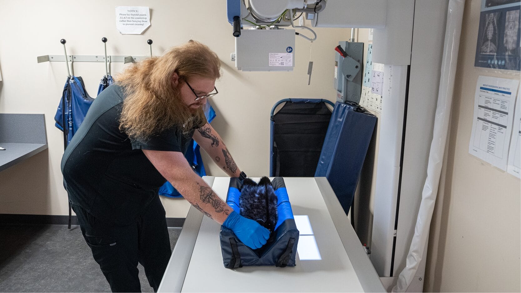 x-ray-diagnostics-for-asthma-in-cats