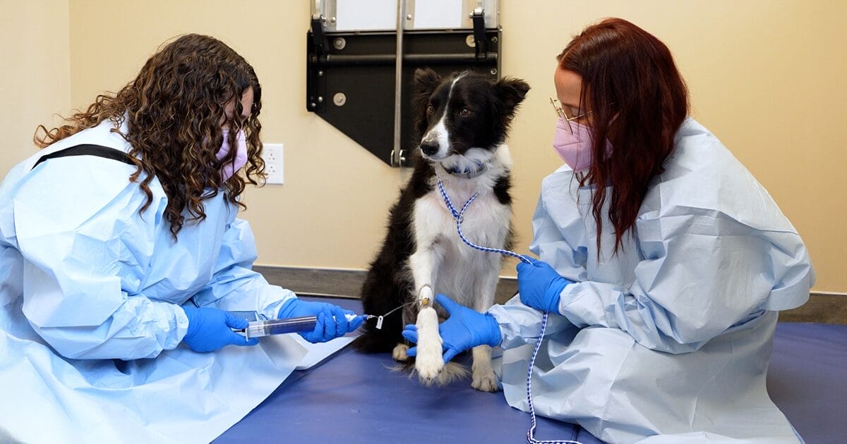 MedVet Blog | Your Pet Was Diagnosed with Cancer