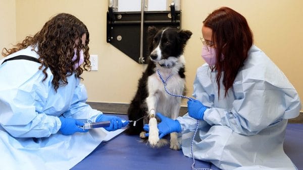 your-pet-was-diagnosed-with-cancer-what-to-expect-and-do-next